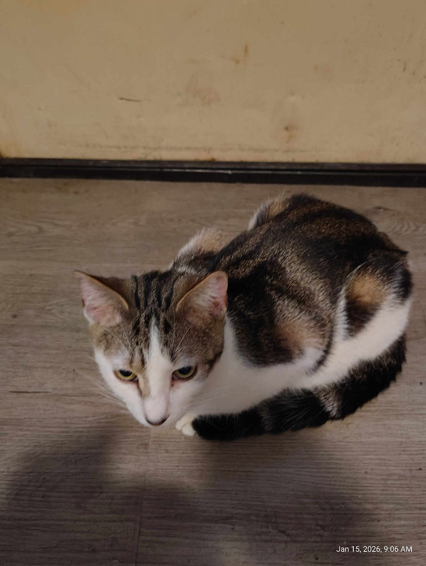 Precious is registered to the contest to win money with this photo: cat, tabby, white_fur, pet, animal, indoor, wooden_floor, sitting, looking_up, curious, feline, ears, whiskers, tail, closeup, domestic, household, fur_pattern, mammal, companion