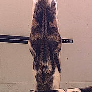 Precious is registered to the contest to win money with this photo: dog, fur_pattern, purple_collar, standing, lying_down, indoor, animal, pet, black_and_white, brown, white, close_up, unique_pattern, domestic_animal, mammal, canine, resting, background_wall, floor, collar