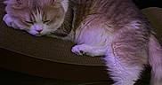 Nono joined the competition — help win amazing prizes! cat, sleeping, fur, pet, indoor, cozy, purple_light, furniture, floor, wood_floor, relaxing, cute, whiskers, paw, curved_scratch_pad, domestic_animal, resting, mammal, feline, quiet