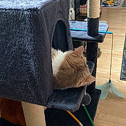 Nono is registered to the contest to win money with this photo: cat, cat_tree, indoor, wooden_floor, cat_toys, feathers, string, orange_cat, white_cat, resting, sleeping, pet, cozy, furniture, home, relaxation, animal, playful, quiet, domestic