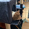 cat, cat_tree, indoor, wooden_floor, cat_toys, feathers, string, orange_cat, white_cat, resting, sleeping, pet, cozy, furniture, home, relaxation, animal, playful, quiet, domestic