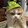 Nono joined the competition — help win amazing prizes! cat, feline, pet, animal, hat, crocheted_hat, green_hat, indoor, home, furniture, rug, whiskers, orange_and_white_cat, close_up, face, expression, cute, funny, accessory, annoyed