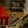Nono is registered to the contest to win money with this photo: cat, indoor, furniture, table, rug, shelf, shoes, shoebox, blanket, floor, wall, plant, cozy, pet, animal, curious, wide_eyes, home, living_room, orange_and_white_cat