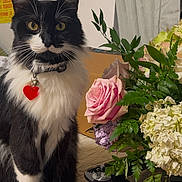 Sylvester joined the competition — help win amazing prizes! cat, black_and_white, heart_tag, flower_bouquet, pink_rose, hydrangea, green_leaves, indoor, curtain, poster, table, cushion, pet, feline, portrait, sitting, whiskers, collar, domestic_animal, plant