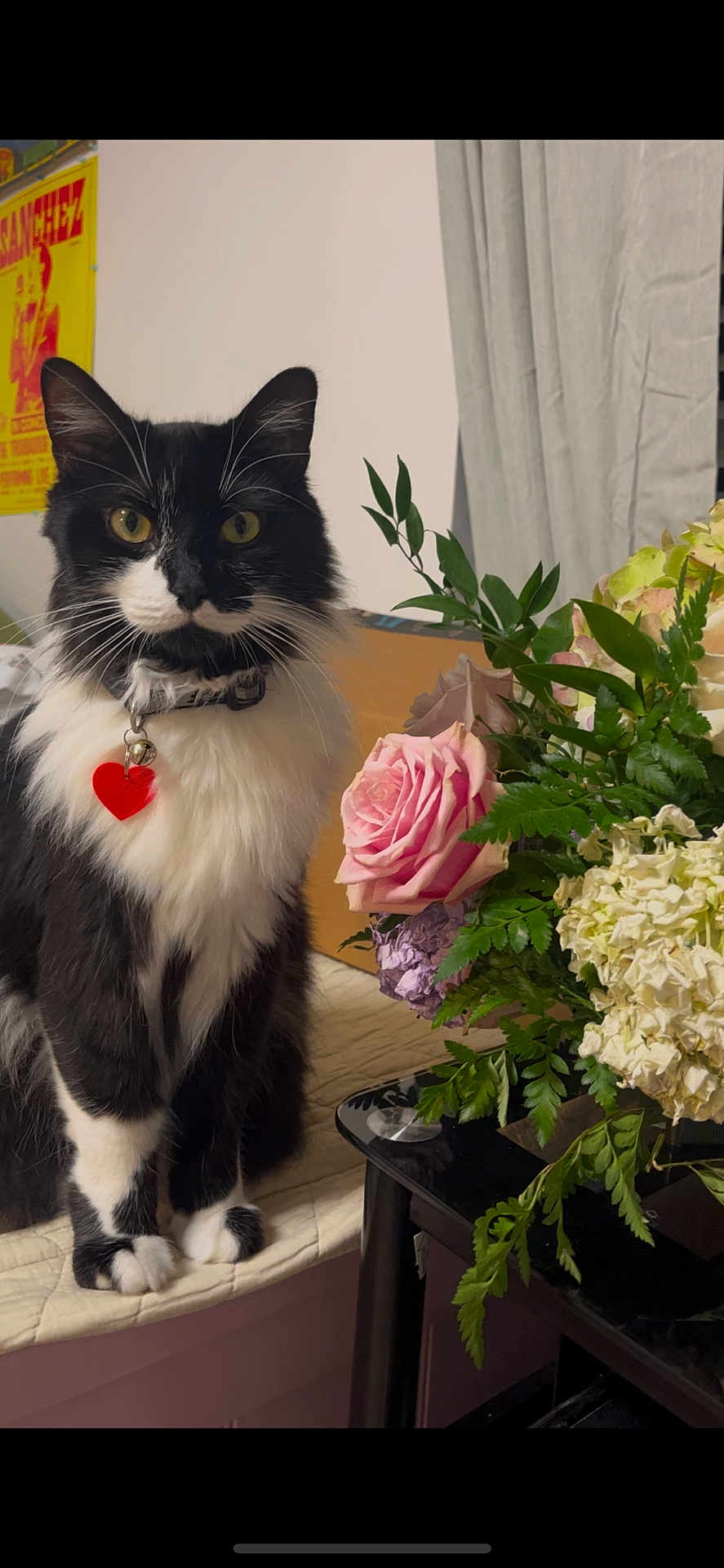Sylvester