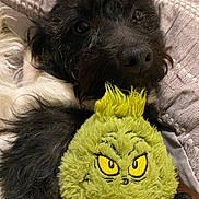 Jaxon is registered to the contest to win money with this photo: dog, plush_toy, grinch, black_dog, white_fur, stuffed_animal, blanket, cozy, snuggling, pet, soft_texture, quilt, toy, cute, indoor, animal, fur, closeup, resting, companion