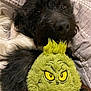 dog, plush_toy, grinch, black_dog, white_fur, stuffed_animal, blanket, cozy, snuggling, pet, soft_texture, quilt, toy, cute, indoor, animal, fur, closeup, resting, companion