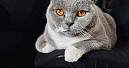 Sakura participe au concours pour gagner de l'argent avec cette photo : amber_eyes, animal, cat, counter, curtain, domestic_cat, fur, furniture, gray_cat, indoor, kitchen, looking, mammal, pet, relaxed, sitting, stool, whiskers, white_paws, window