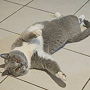 Sakura participe au concours pour gagner de l'argent avec cette photo : animal, cat, cute, domestic_cat, feline, floor, fur, grey_cat, indoor, looking_at_camera, lying_down, orange_eyes, paws, pet, relaxed, resting, tail, tiled_floor, whiskers, white_cat