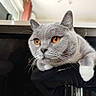 Sakura participe au concours pour gagner de l'argent avec cette photo : amber_eyes, animal, cat, chair, close_up, cozy, curious, domestic_cat, fur, furniture, gray_cat, home, indoor, lounging, mammal, pet, portrait, relaxed, whiskers, white_paws