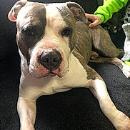 Hank is registered to the contest to win money with this photo: animal, brown_and_white, canine, close_up, comfort, companion, couch, dog, domestic_animal, friendly, fur, green_sleeve, hand, indoor, loyal, pet, pitbull, portrait, relaxed, resting