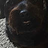 dog, black_dog, shaggy, furry, toothy_grin, smiling, portrait, close_up, indoor, carpet, sunlight, shadow, head, snout, nose, eyes, ears, pet, playful, vertical_photo