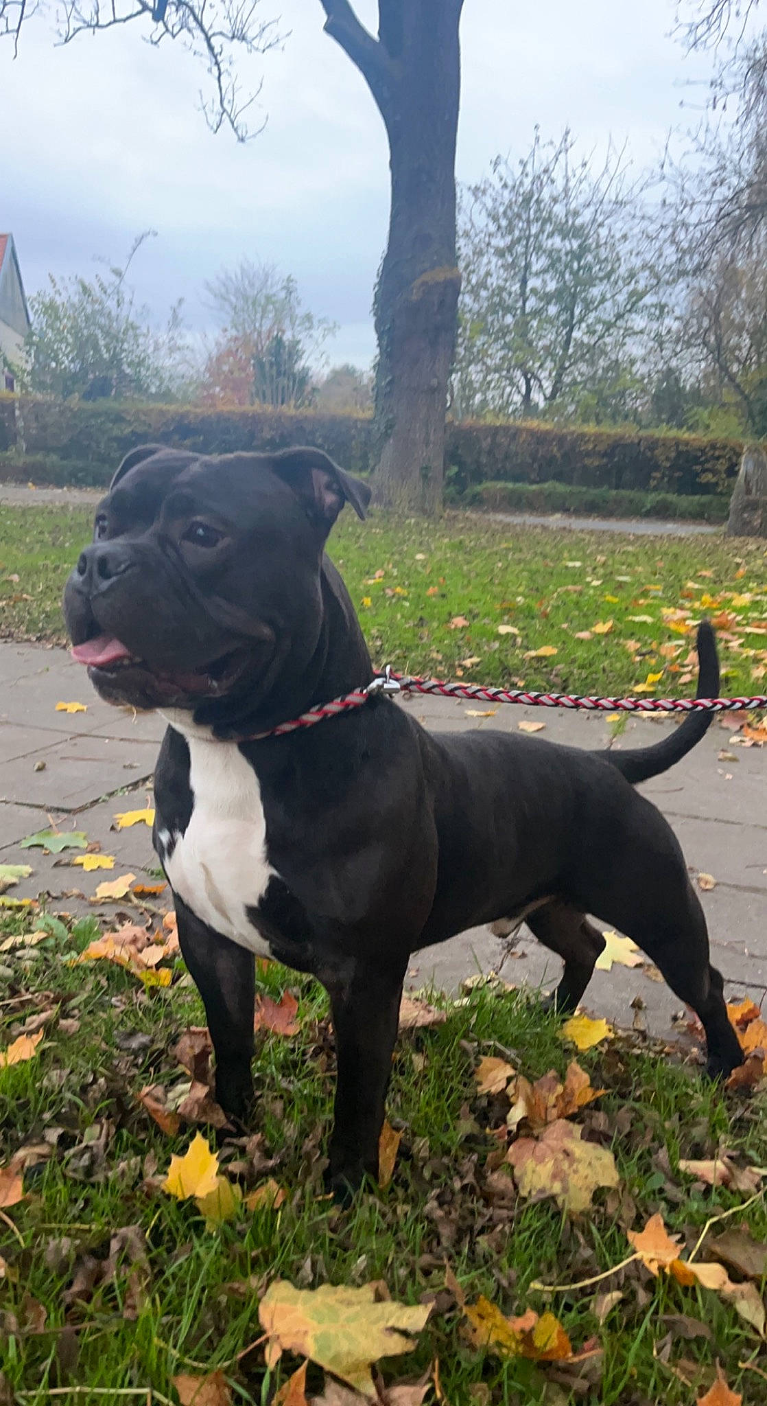 Booba a rejoint le concours — aidez-le/la à gagner de superbes lots ! canidae, carnivore, collar, companion_dog, dog, dog_breed, dog_collar, fawn, grass, guard_dog, leash, non_sporting_group, pet_supply, plant, sky, sporting_group, tail, tree, working_animal, working_dog