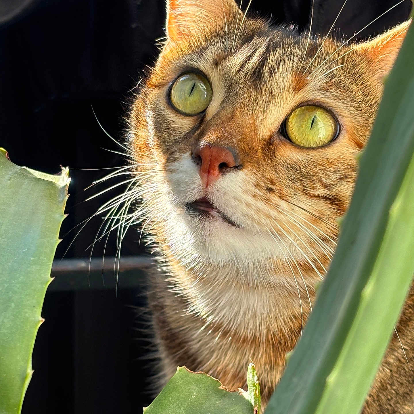 Shannelle
