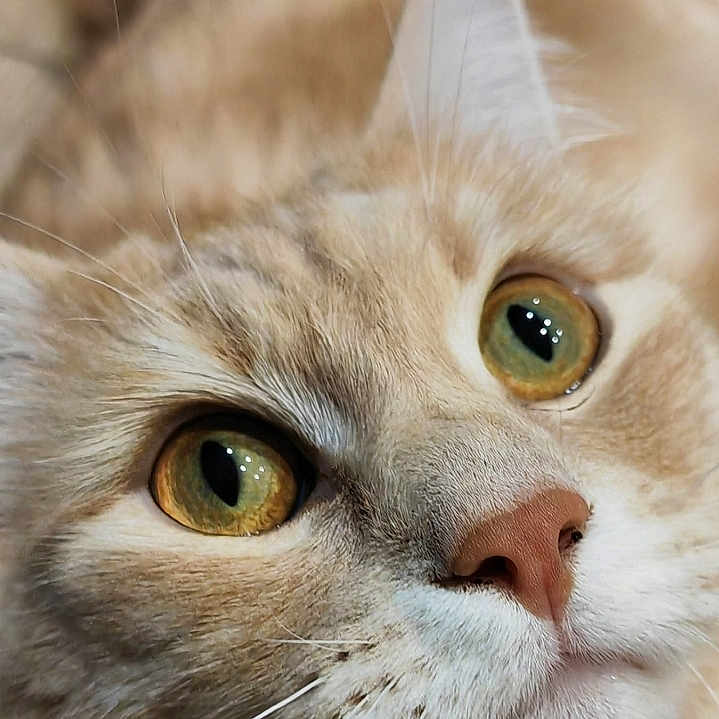 Simba a rejoint le concours — aidez-le/la à gagner de superbes lots ! abyssinian, angora, animal, brasssection, cat, horn, kitten, manx, musicalinstrument, pet, siamese, snout