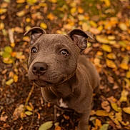Baloo a rejoint le concours — aidez-le/la à gagner de superbes lots ! dog, puppy, brown_dog, autumn, fall_leaves, outdoors, nature, forest_floor, portrait, closeup, floppy_ears, brown_fur, white_chest_patch, sitting, looking_at_camera, cute, pet, animal, warm_colors, fallen_leaves