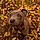 Baloo