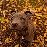 dog, puppy, brown_dog, autumn, fall_leaves, outdoors, nature, forest_floor, portrait, closeup, floppy_ears, brown_fur, white_chest_patch, sitting, looking_at_camera, cute, pet, animal, warm_colors, fallen_leaves