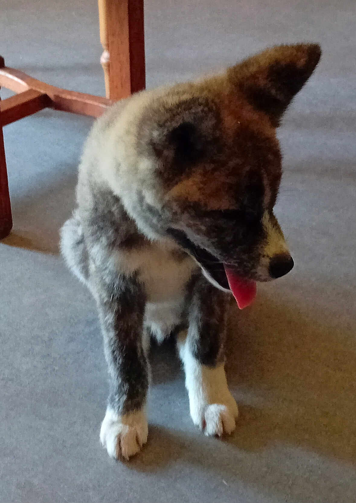 Arko a rejoint le concours — aidez-le/la à gagner de superbes lots ! dog, puppy, indoor, carpet, sitting, tongue_out, wooden_chair, pet, fur, animal, cute, young_dog, domestic_animal, mammal, front_paws, floor, household, companion, canine, resting