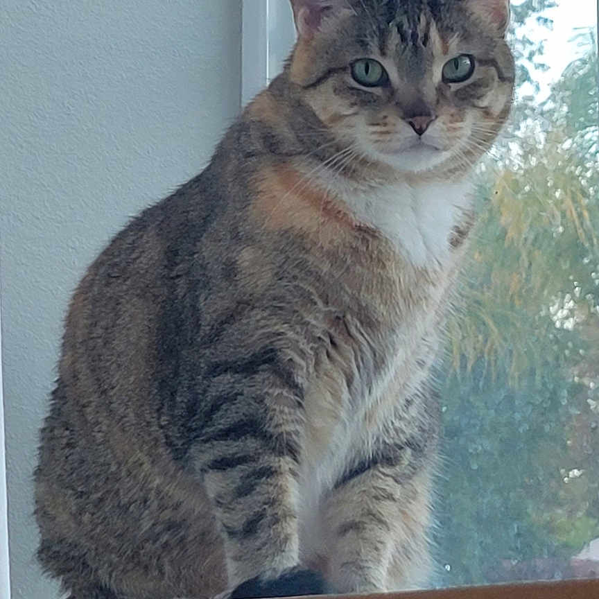 Sarah is registered to the contest to win money with this photo: abyssinian, angora, animal, architecture, bodypart, box, cat, couch, door, ear, egyptiancat, furniture, homedecor, indoors, kitten, manx, pet, siamese, window, windowsill