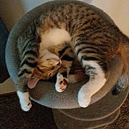 Gus is registered to the contest to win money with this photo: cat, tabby, sleeping, curled_up, cat_perch, feline, indoor, pet, cozy, resting, fur, whiskers, paw, animal, domestic, soft, relaxed, cute, mammal, home