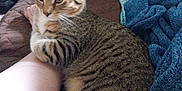 Gus is registered to the contest to win money with this photo: tabby_cat, cat, pet, animal, feline, striped_fur, relaxing, indoor, bed, blanket, plush_toy, human_arm, cozy, comfort, resting, cute, domestic, fur, paw, cuddling