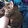 tabby_cat, cat, pet, animal, feline, striped_fur, relaxing, indoor, bed, blanket, plush_toy, human_arm, cozy, comfort, resting, cute, domestic, fur, paw, cuddling