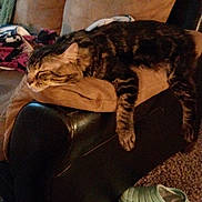 Spicy joined the competition — help win amazing prizes! cat, tabby, sleeping, couch, armrest, indoor, blanket, slippers, carpet, furniture, cozy, pet, relaxed, living_room, domestic, striped_fur, paw, resting, household, napping