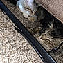 Spicy is registered to the contest to win money with this photo: cat, cats, sleeping, carpet, furniture, indoor, pet, animal, cozy, resting, fur, tabby, hidden, closeup, cute, relaxed, napping, pair, household, domestic
