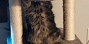 Spicy joined the competition — help win amazing prizes! cat, tabby, cat_tree, indoor, pet, feline, carpeted, paw, ears, whiskers, curious, relaxed, household, animal, fur, looking, platform, cozy, domestic, wide_eyes