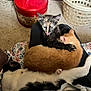black_and_white_cat, carpet, cat, clothing, cute, floral_pattern, indoor, kitten, lap, laundry_basket, orange_cat, person, pets, red_ottoman, relaxation, resting, sleeping, storage_drawers, tongue_out, tortoiseshell_cat