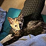 animal, cat, close_up, clothing, comfort, cozy, curious, ears, eyes, fur, home, indoor, kitten, lap, person, pet, relaxation, resting, soft_light, tortoiseshell