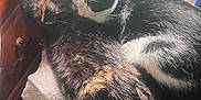 Victoria joined the competition — help win amazing prizes! black_and_white_cat, blanket, cat, cats, cozy, domestic_animal, feline, fur, indoor, peaceful, pet, resting, sleeping, snuggling, soft, sunlight, tortoiseshell_cat, towel, window, wooden_drawer