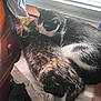 black_and_white_cat, blanket, cat, cats, cozy, domestic_animal, feline, fur, indoor, peaceful, pet, resting, sleeping, snuggling, soft, sunlight, tortoiseshell_cat, towel, window, wooden_drawer