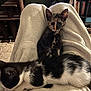 animal, black_and_white, blanket, bookshelf, cat, cat_tree, cozy, curious, cute, domestic_cat, fur, furniture, indoor, kitten, lap, pet, resting, soft, tortoiseshell, young