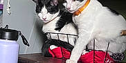 Bocefus joined the competition — help win amazing prizes! black_and_white_cat, black_collar, cat, clutter, collar, disinfectant_wipes, domestic_animal, feline, fur, household_items, indoor, nail_polish, orange_collar, pet, sitting, tabletop, two_cats, water_bottle, wire_basket, wooden_dresser
