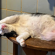 Bocefus joined the competition — help win amazing prizes! cat, black_and_white, sleeping, paw, wooden_surface, tile_wall, relaxed, feline, indoor, cute, pet, fur, whiskers, pink_nose, resting, animal, cozy, stretching, domestic_cat, lazy