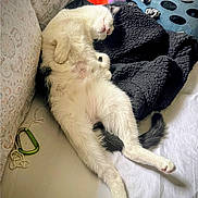 Bocefus is registered to the contest to win money with this photo: animal, bed, black_fur, blanket, cat, comfortable, cozy, feline, indoor, laundry_basket, nose, paw, pet, relaxed, resting, sleeping, soft, tail, whiskers, white_fur