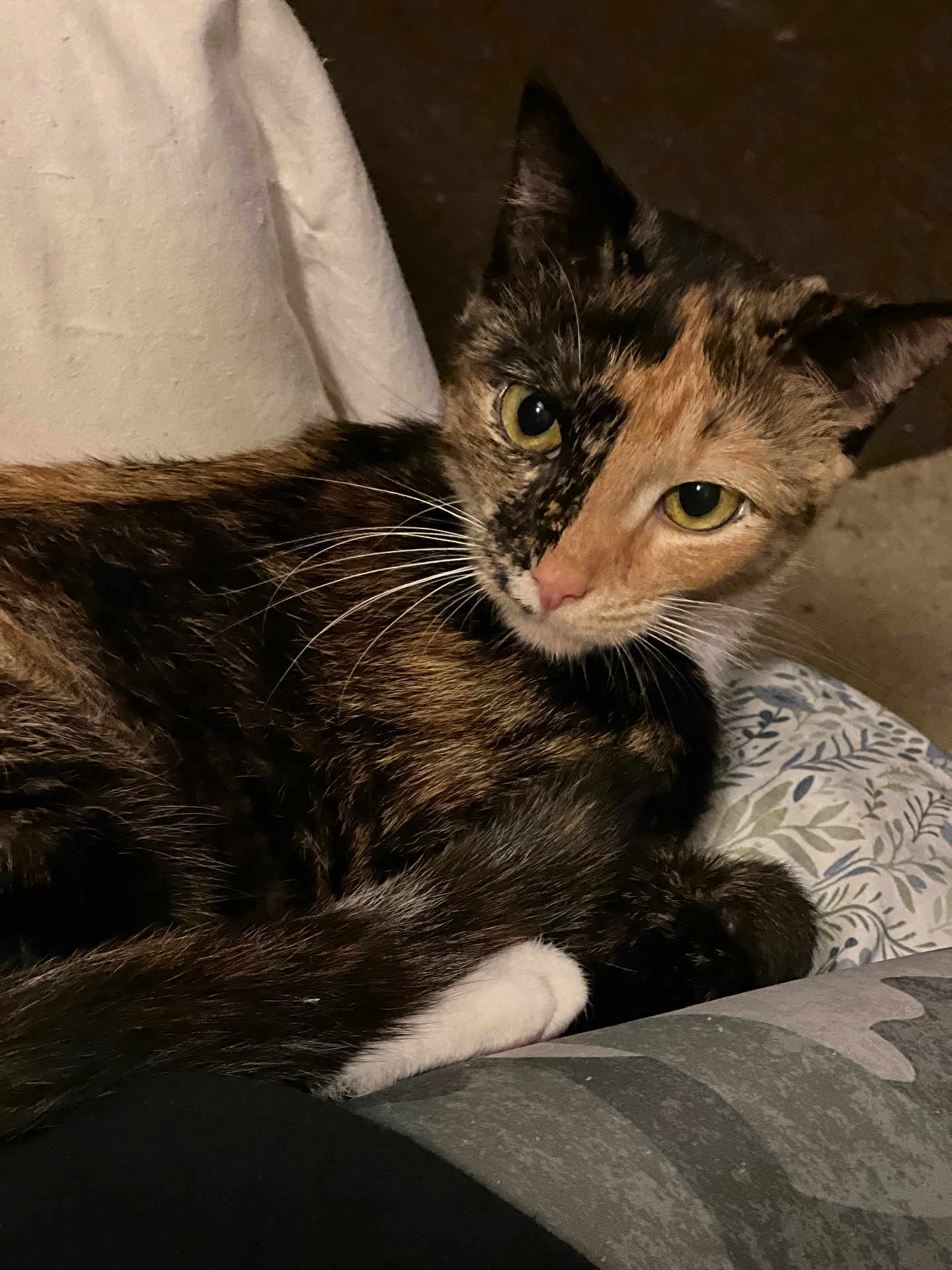 Sweetpea joined the competition — help win amazing prizes! cat, tortoiseshell, pet, animal, feline, fur, whiskers, eyes, resting, cushion, blanket, indoor, closeup, looking, calm, curious, cute, mammal, domestic, relaxed