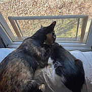 Sweetpea is registered to the contest to win money with this photo: cat, cats, window, screen_door, indoor, pet, grooming, fur, black_cat, tortoiseshell_cat, bed, blanket, cozy, resting, animal, companionship, sunlight, shadow, close_up, domestic