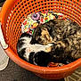 Sweetpea is registered to the contest to win money with this photo: cat, sleeping, orange_basket, cushion, cozy, indoor, pets, animal, fur, resting, black_and_white_cat, tabby_cat, floor, carpet, comfort, cute, domestic_cat, relaxation, nest, basket