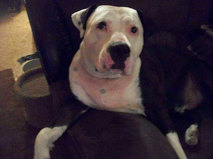 Vincent is registered to the contest to win money with this photo: canidae, carnivore, comfort, companion_dog, dog, dog_breed, dog_supply, fang, fawn, fur, guard_dog, jaw, non_sporting_group, pet_supply, snout, sporting_group, terrestrial_animal, whiskers, working_animal, working_dog