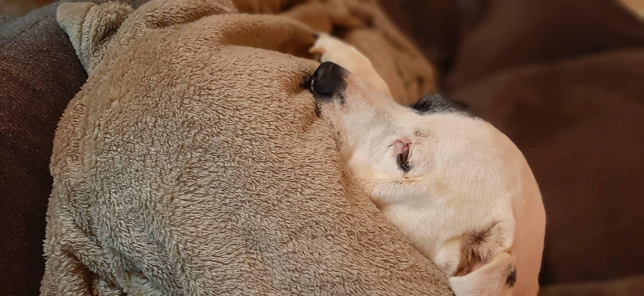 Fatty joined the competition — help win amazing prizes! big_cats, canidae, carnivore, close_up, companion_dog, dog_breed, eye, fawn, felidae, fur, landscape, livestock, sheep, snout, sporting_group, terrestrial_animal, whiskers, wildlife, working_animal