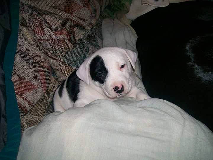 Fatty joined the competition — help win amazing prizes! bored, canidae, carnivore, comfort, companion_dog, couch, dog, dog_breed, fur, grey, linens, non_sporting_group, pattern, snout, sporting_group, terrestrial_animal, whiskers, working_animal, woven_fabric