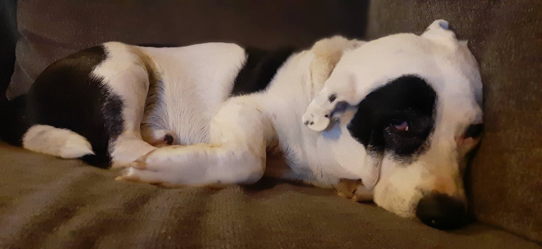 Fatty is registered to the contest to win money with this photo: carnivore, comfort, companion_dog, dog, dog_breed, fawn, felidae, fur, mammal, panda, paw, small_to_medium_sized_cats, snout, sporting_group, stuffed_toy, tail, terrestrial_animal, toy, whiskers, working_animal