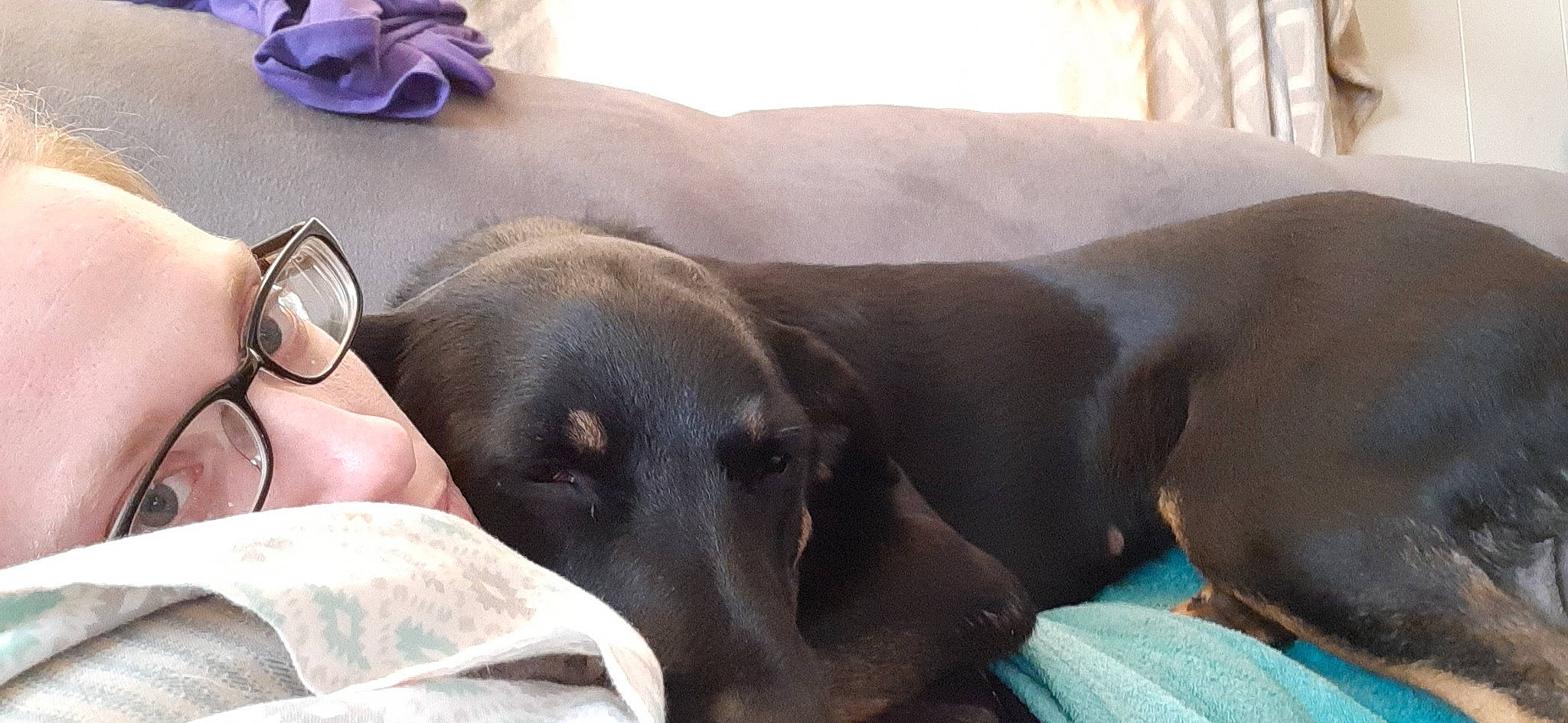 Lil Girl is registered to the contest to win money with this photo: carnivore, clock, comfort, companion_dog, dog, dog_breed, eyewear, fashion_accessory, fawn, goggles, jewellery, liver, natural_material, personal_protective_equipment, rose, snout, sporting_group, terrestrial_animal, whiskers, working_animal