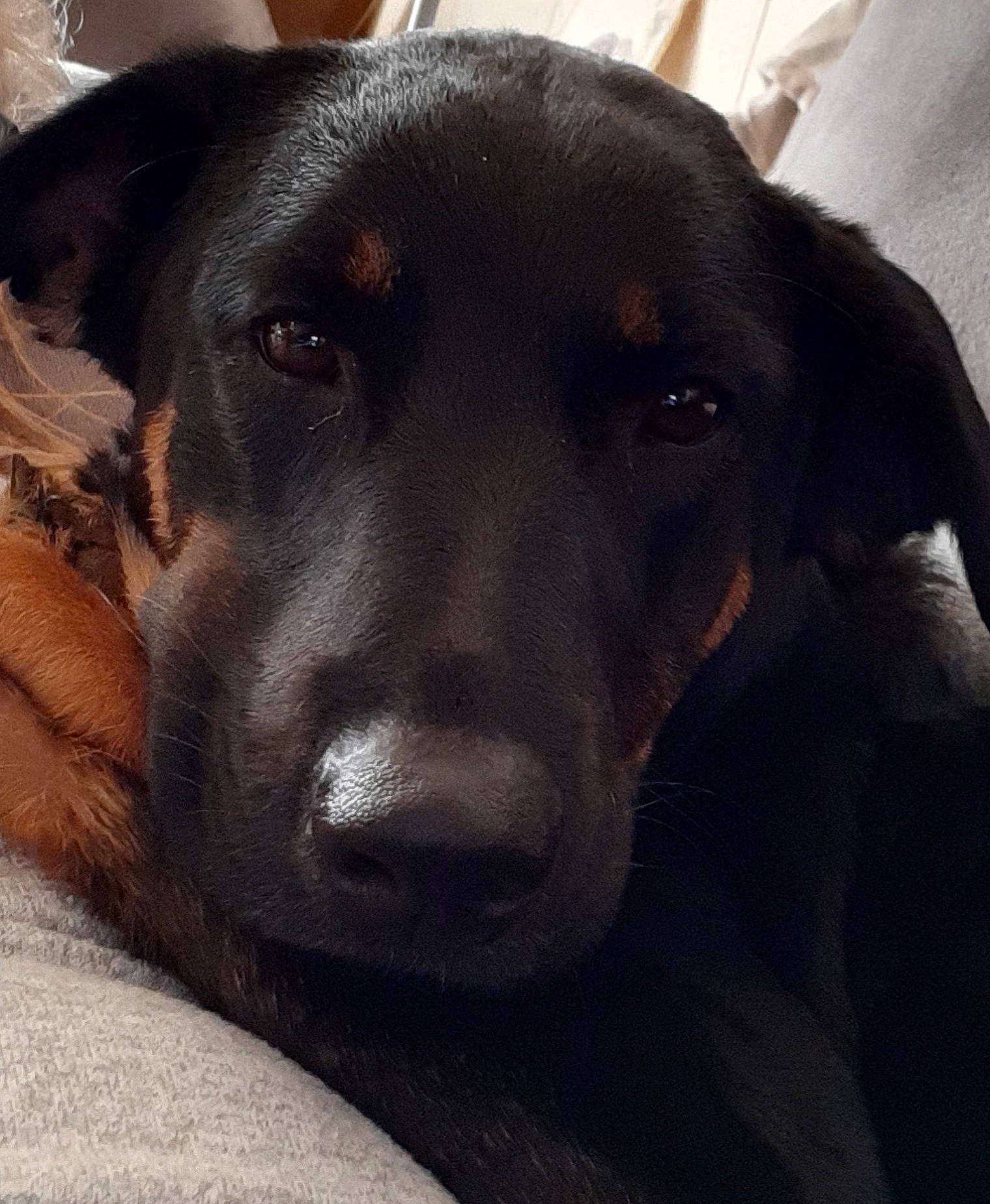 Lil Girl joined the competition — help win amazing prizes! borador, canidae, carnivore, comfort, companion_dog, dog, dog_breed, fur, guard_dog, hunting_dog, liver, pet_supply, puppy_love, retriever, snout, sporting_group, whiskers, working_animal, working_dog