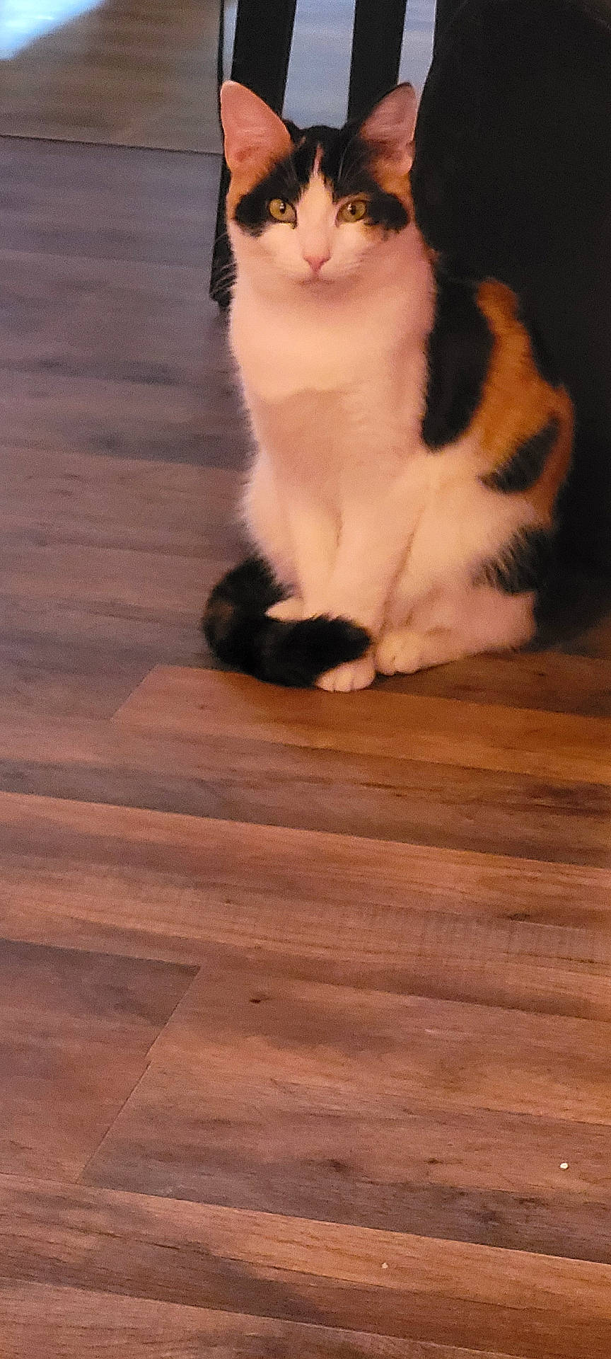 abyssinian, animal, cat, hardwood, indoors, interiordesign, kitten, manx, pet, plywood, stainedwood, wood