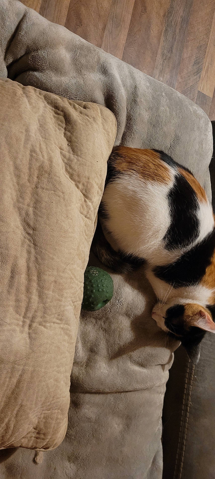 adult, animal, blanket, canine, cat, couch, cushion, dog, face, furniture, hardwood, head, homedecor, hound, linen, male, man, person, pet, wood