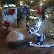 Pearl joined the competition — help win amazing prizes! animal, cat, celebration, christmas_tree, cozy, decorations, feline, festive, floor, fur, gift_wrapping, holiday, home, indoor, lights, pets, presents, relaxing, ribbons, winter